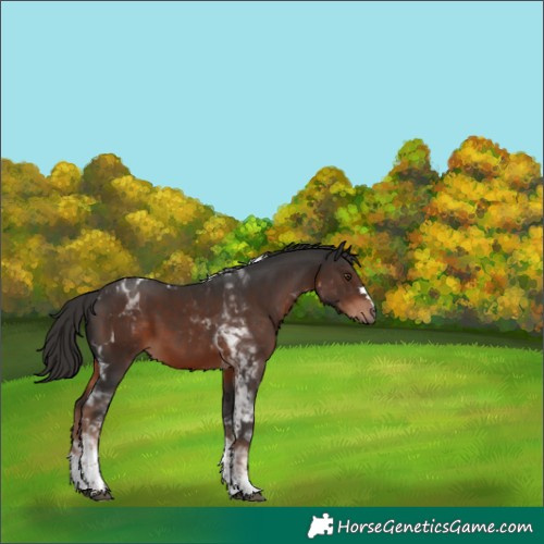 Horse Color:Liver Chestnut Tobiano 