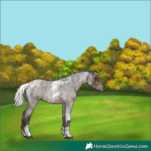 Horse Color:Silver Brown Roan Mushroom Tobiano Rabicano 