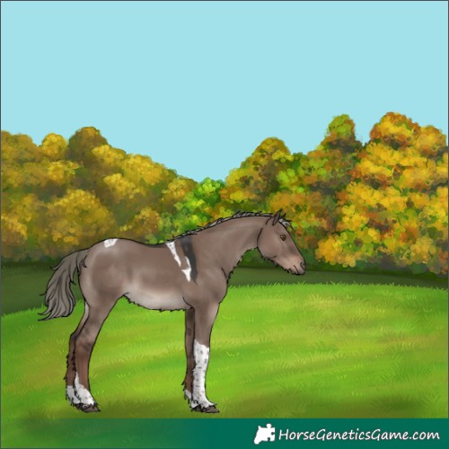 Horse Color:Liver Red Dun Mushroom Tobiano 