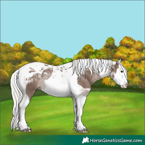 Horse Color:Liver Red Dun Mushroom Splash Tobiano Rabicano 
