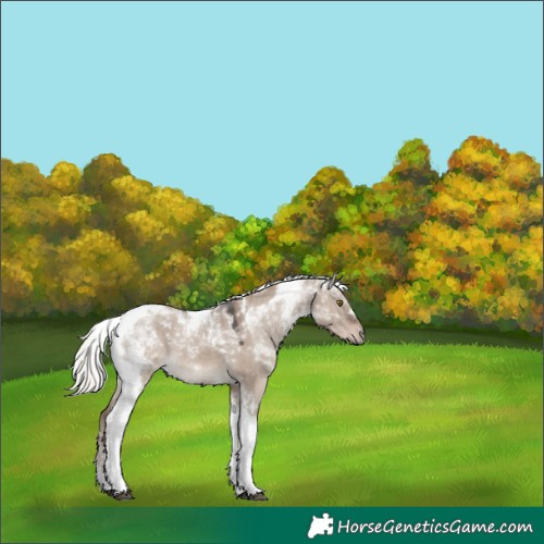 Horse Color:Liver Red Dun Mushroom Tobiano 