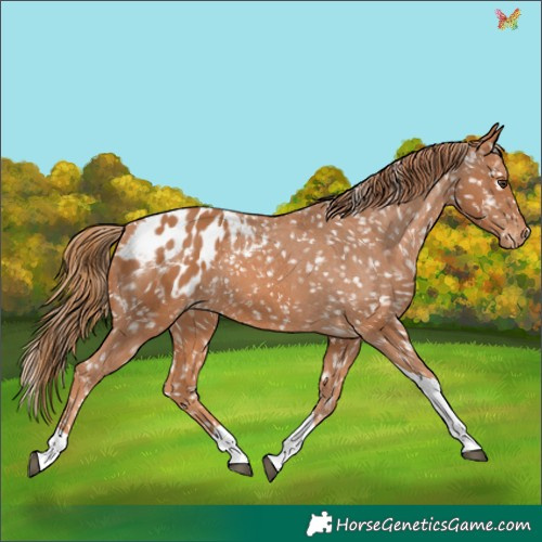 Horse Color:Chestnut Tobiano Appaloosa 
