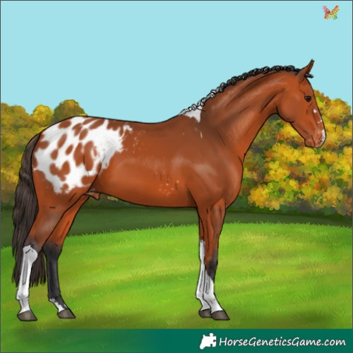 Horse Color:Bay Tobiano Appaloosa 