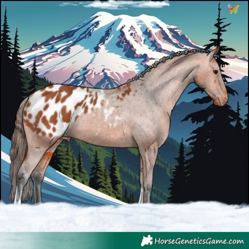 Horse Color:Bay Tobiano Appaloosa 