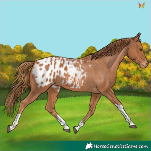 Horse Color:Chestnut Tobiano Appaloosa 