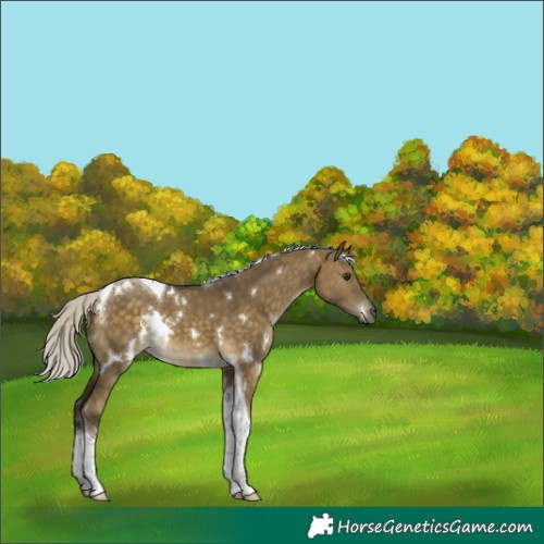 Horse Color:White Spotted Silver Buckskin Dun Tobiano 