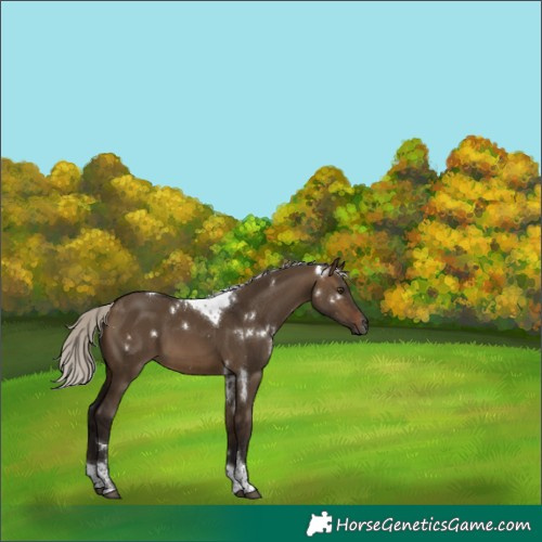 Horse Color:Gray White Spotted Silver Brown Dun Tobiano 