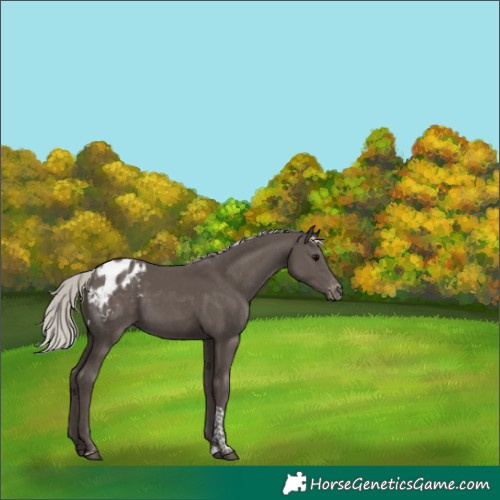 Horse Color:Silver Black Tobiano Appaloosa 