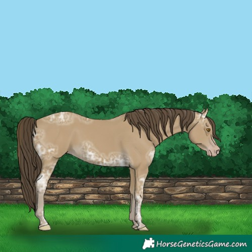 Horse Color:Classic Cream Champagne Ice 