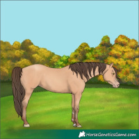 Horse Color:Amber Champagne 