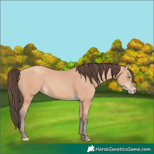Horse Color:Amber Champagne 