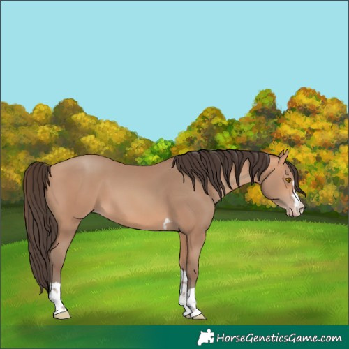 Horse Color:Amber Champagne 