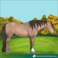 Horse Color:Amber Champagne