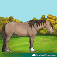 Horse Color:Amber Champagne