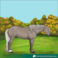 Horse Color:Silver Grullo 