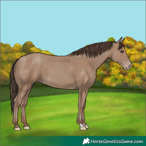 Horse Color:Classic Champagne 