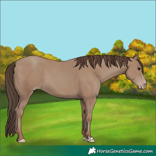Horse Color:Classic Champagne 