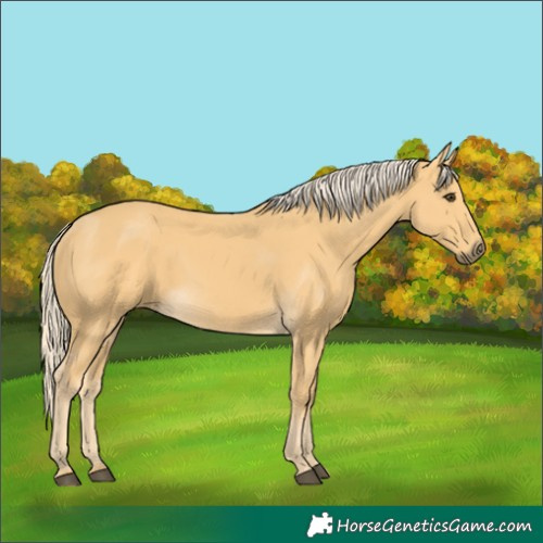 Horse Color:Palomino 