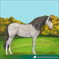 Horse Color:Classic Cream Champagne Ice 