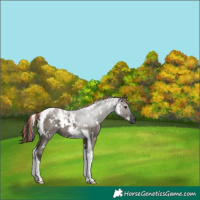 Horse Color:Painted White Spotted Grullo Tobiano 