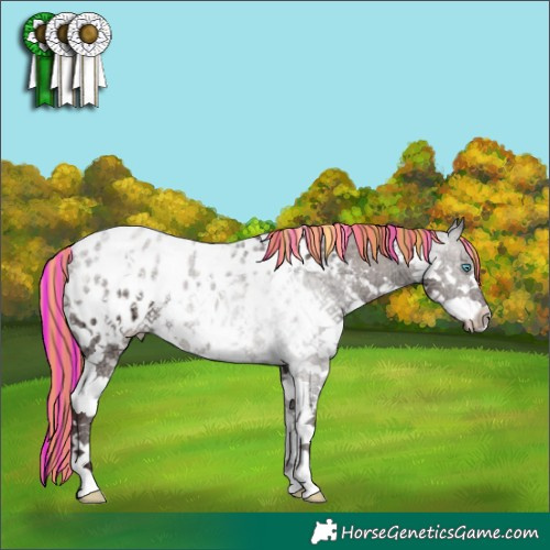 Horse Color:Painted White Spotted Chocolate Grullo Ice Sabino Splash Appaloosa Brindle