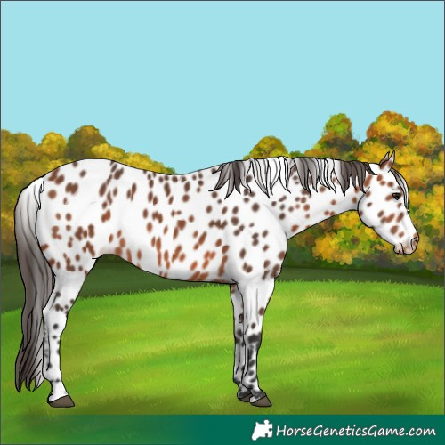 Horse Color:Bay Appaloosa
