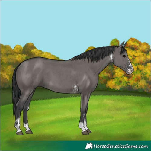 Horse Color:Grullo Sabino 