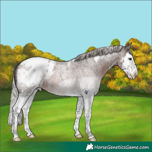 Horse Color:White Spotted Silver Brown Roan Splash Blanket Rabicano 