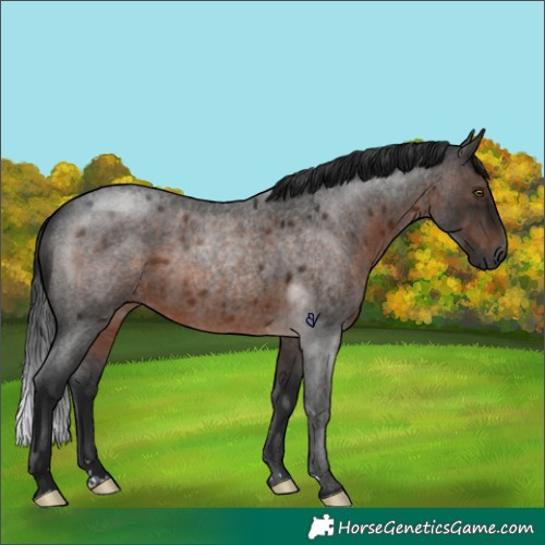 Horse Color:Gray Brown Roan Rabicano 