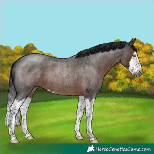 Horse Color:Gray Brown Roan Splash Rabicano 