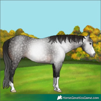 Horse Color:Gray Bay 