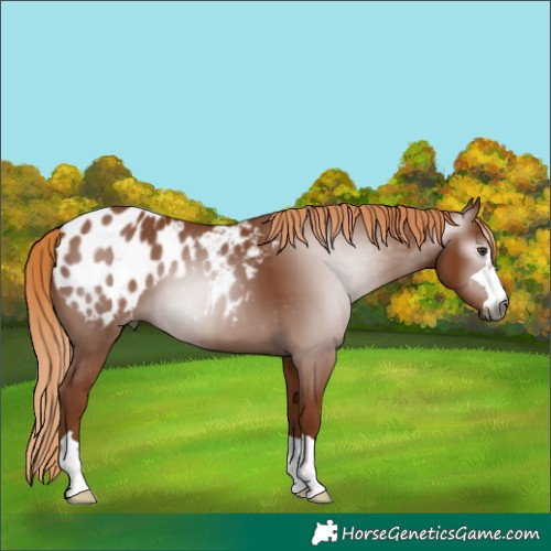 Horse Color:Gray Chestnut Appaloosa 