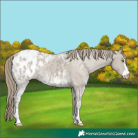 Horse Color:Classic Cream Champagne Ice Appaloosa 