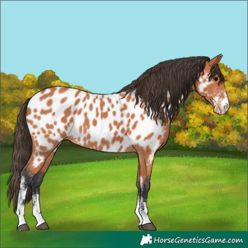 Horse Color:Bay Sabino Near Leopard