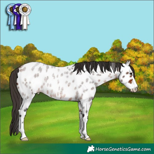 Horse Color:Bay Roan Near Leopard Rabicano 