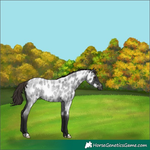 Horse Color:Gray Liver Red Roan Near Leopard 