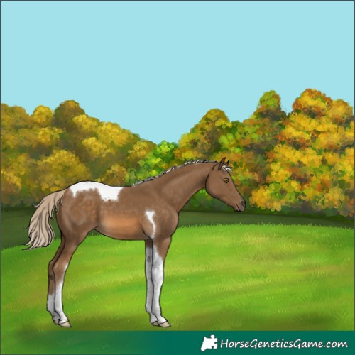 Horse Color:Chocolate Palomino Tobiano 