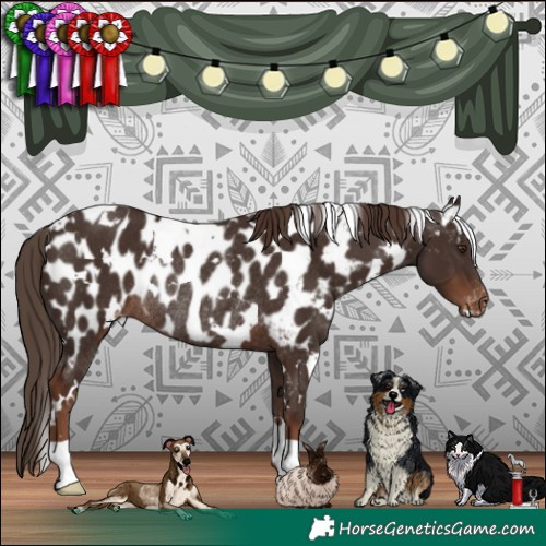 Horse Color:White Spotted Liver Chestnut Appaloosa Rabicano 