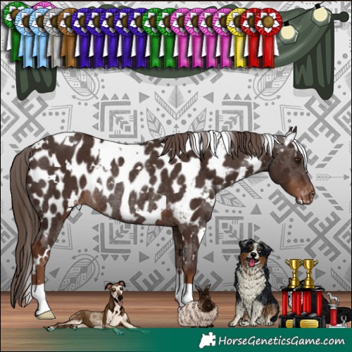 Horse Color:White Spotted Liver Chestnut Appaloosa Rabicano 