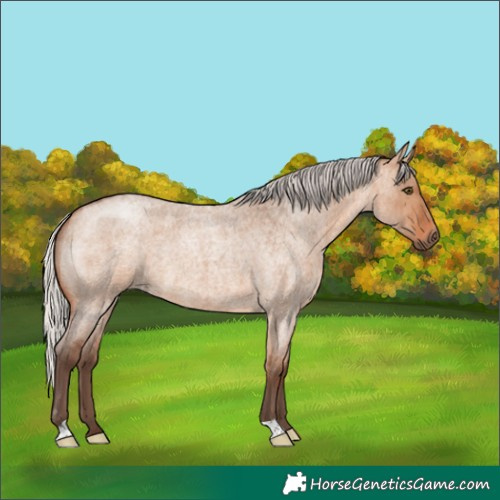 Horse Color:Silver Bay Roan Dun Brindle 