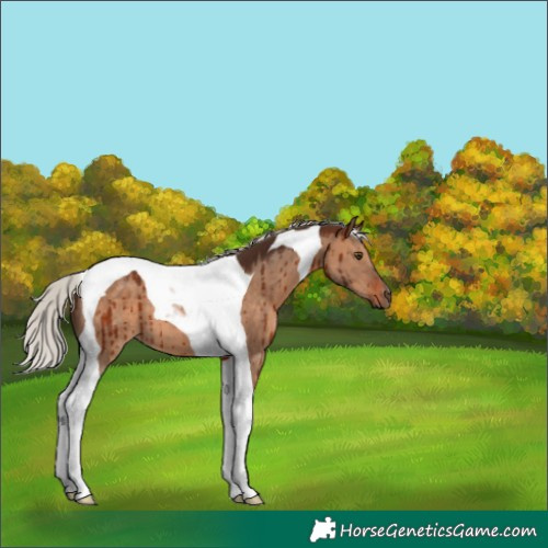 Horse Color:Silver Brown Dun Tobiano Brindle 