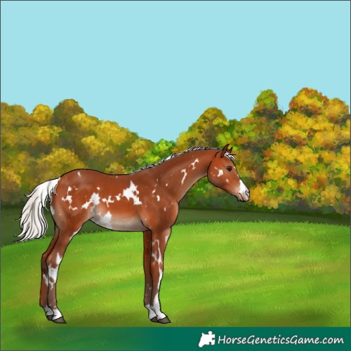 Horse Color:White Spotted Silver Bay 