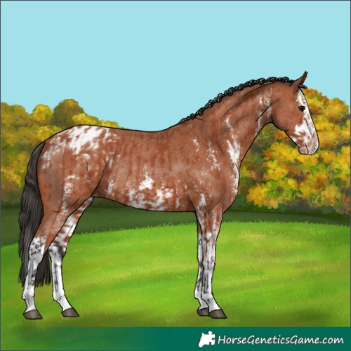 Horse Color:Bay Sabino Appaloosa Rabicano  and Bay Sabino Splash Appaloosa Rabicano 