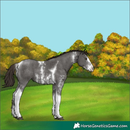 Horse Color:Liver Chestnut Sabino Tobiano 