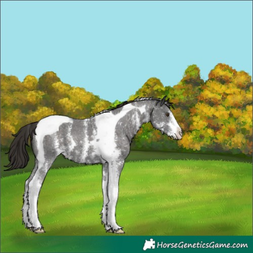 Horse Color:Liver Chestnut Sabino Tobiano 