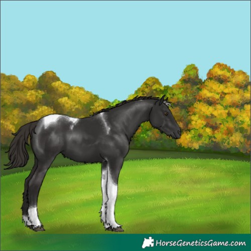 Horse Color:Liver Chestnut Tobiano 