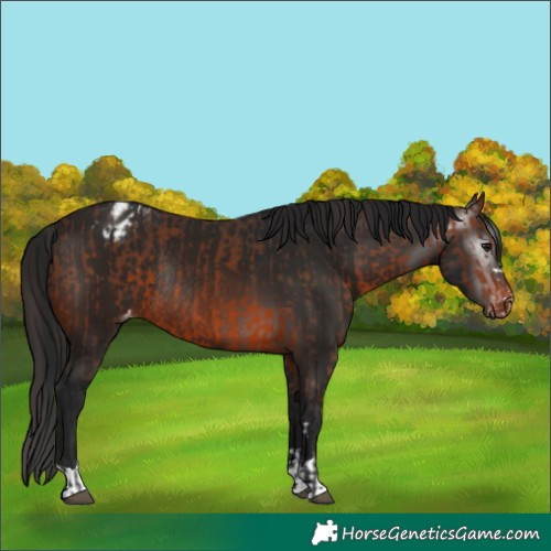 Horse Color:Brown Varnish Rabicano  and Gray Brown Varnish Rabicano 