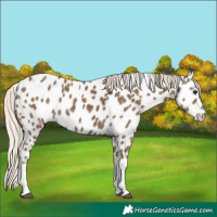 Horse Color:Silver Smoky Black Tobiano Appaloosa 