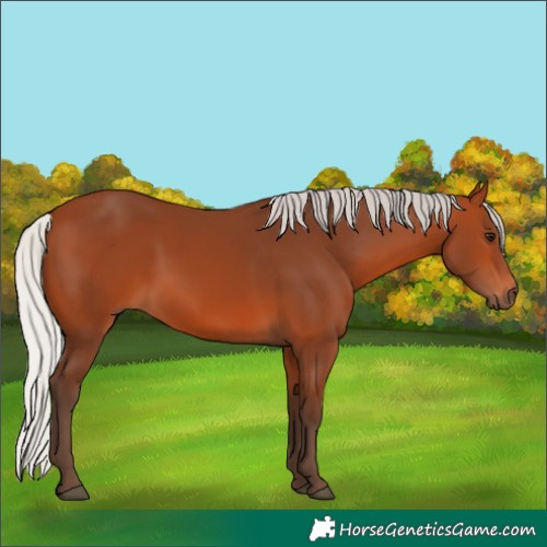 Horse Color:Silver Bay 