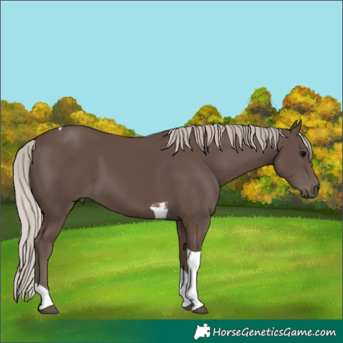 Horse Color:Silver Black Tobiano 